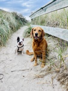 puppies on beach