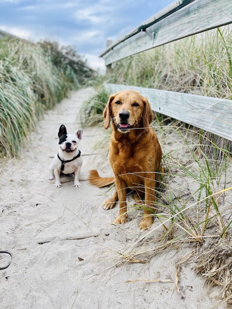 puppies on beach